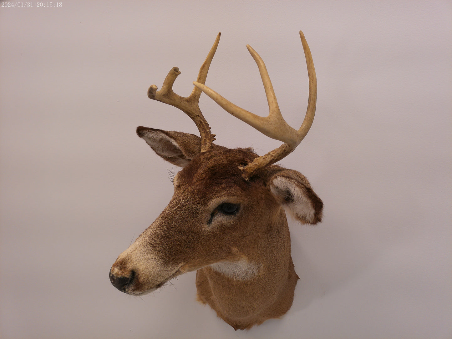 Deer Head Mount 6 Point Buck Taxidermy