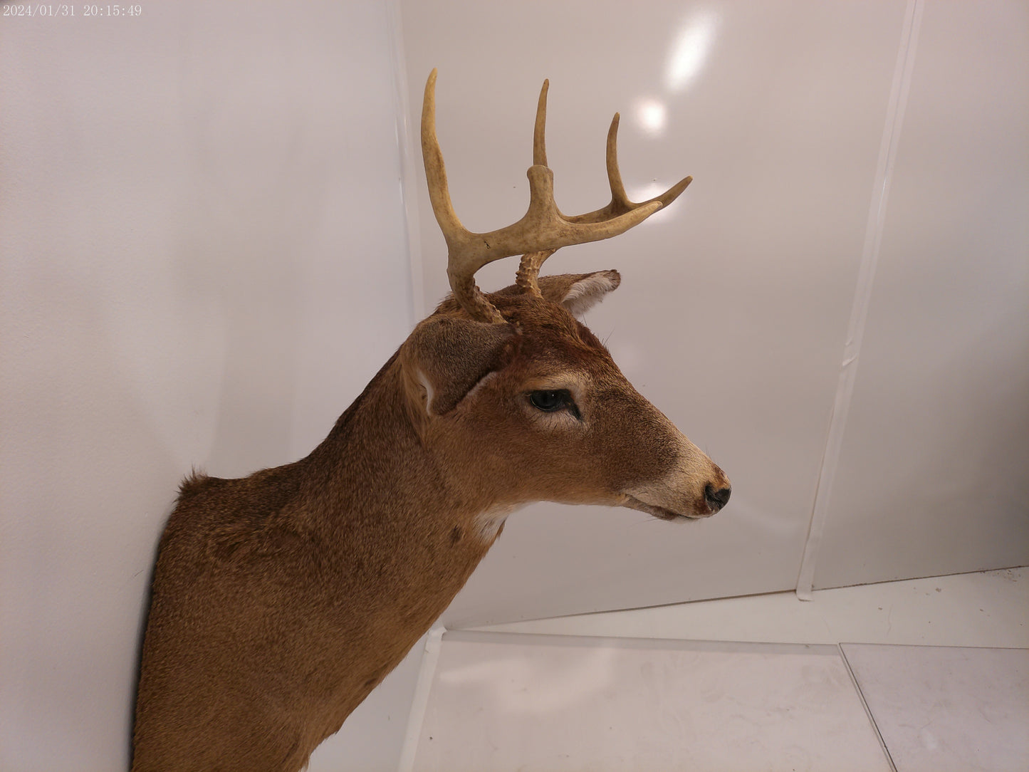 Deer Head Mount 6 Point Buck Taxidermy