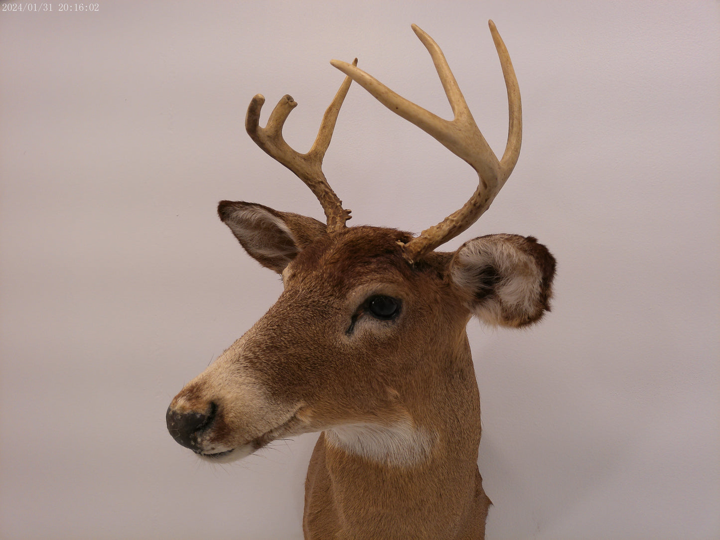 Deer Head Mount 6 Point Buck Taxidermy