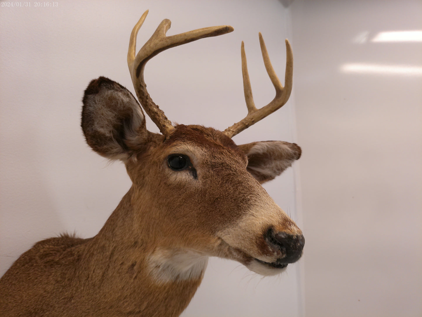 Deer Head Mount 6 Point Buck Taxidermy