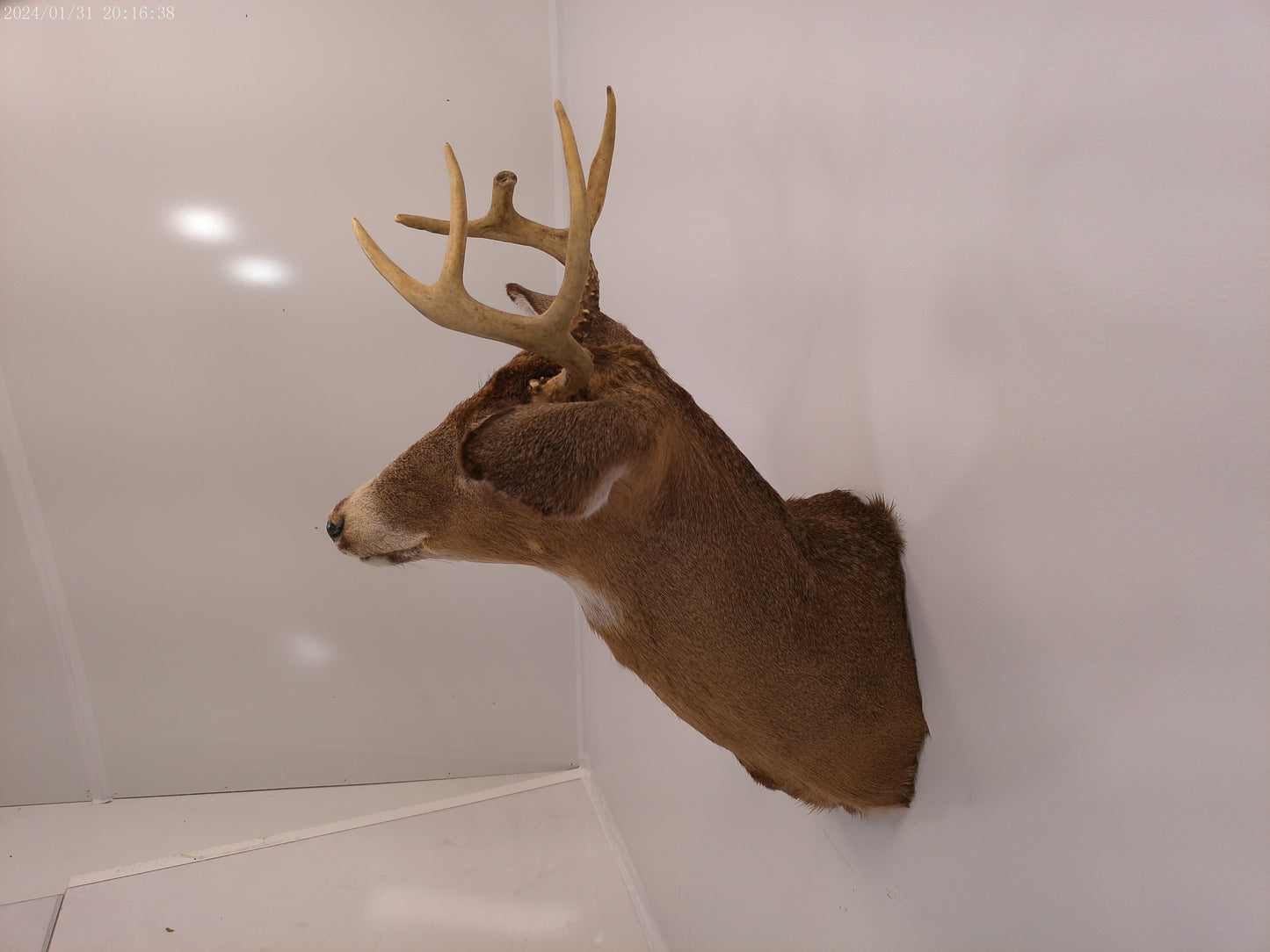 Deer Head Mount 6 Point Buck Taxidermy