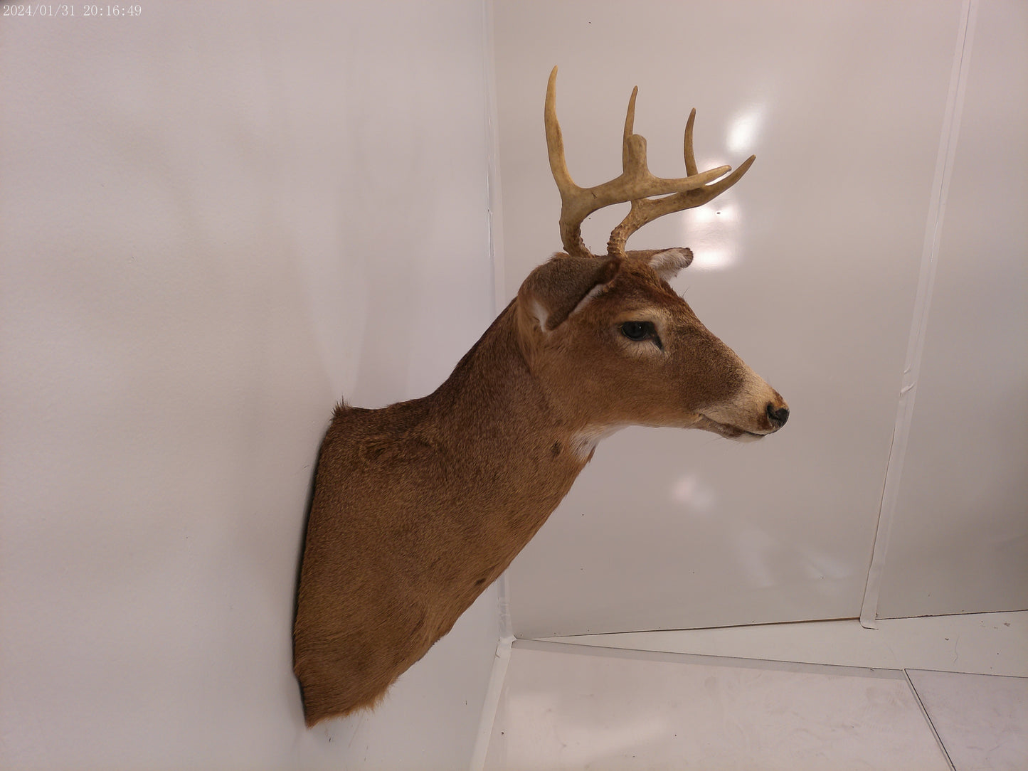 Deer Head Mount 6 Point Buck Taxidermy