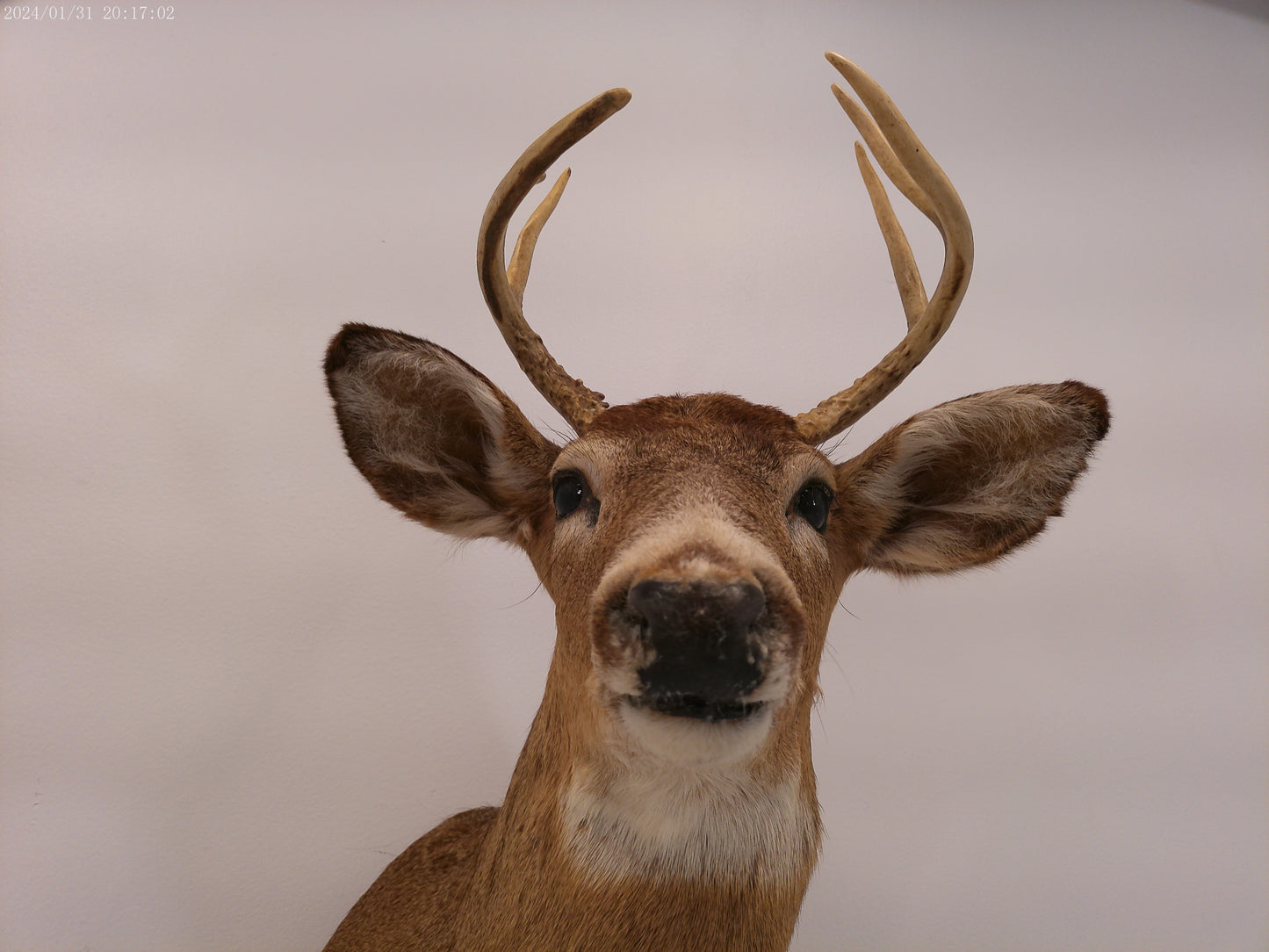 Deer Head Mount 6 Point Buck Taxidermy