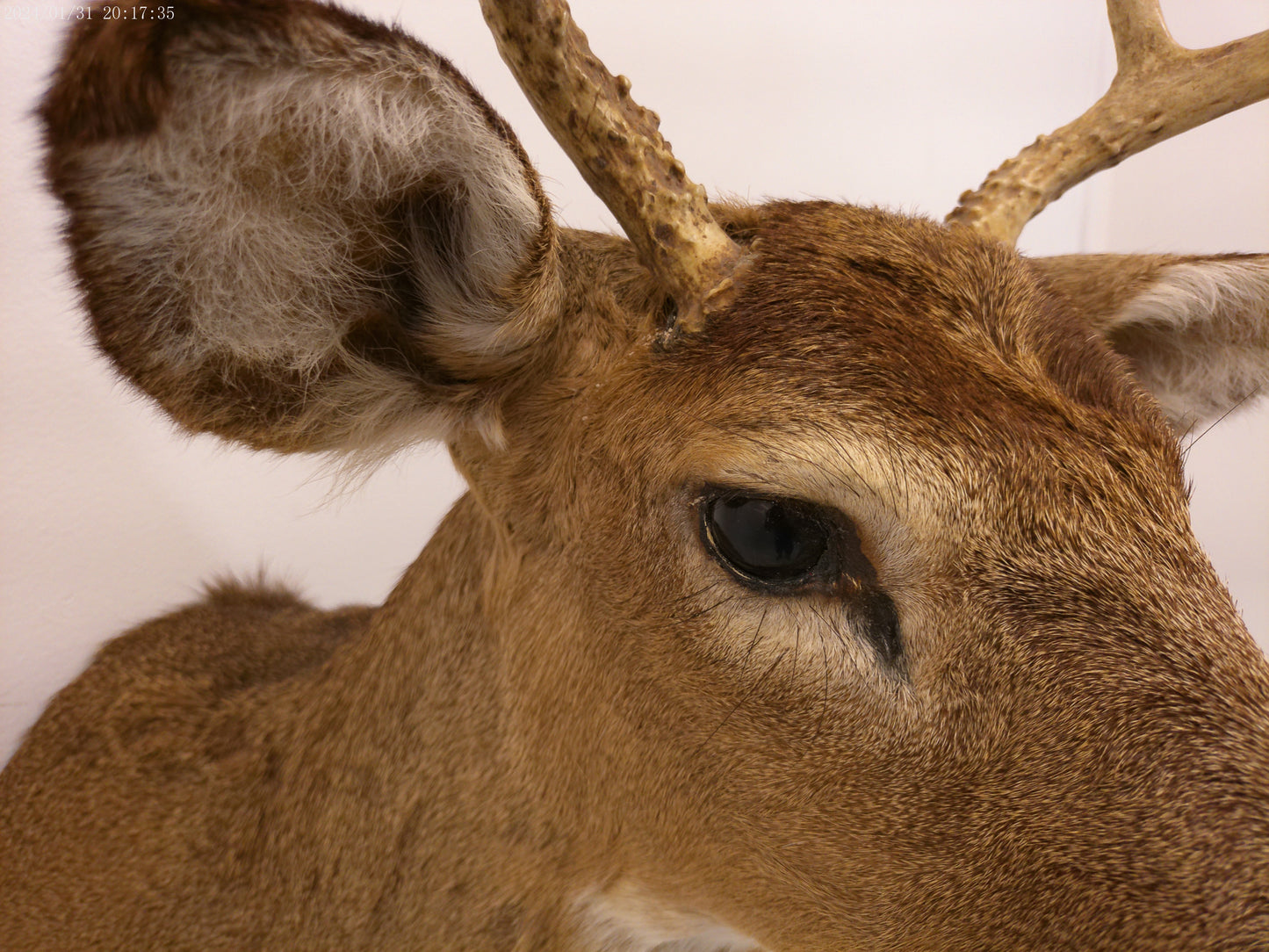 Deer Head Mount 6 Point Buck Taxidermy