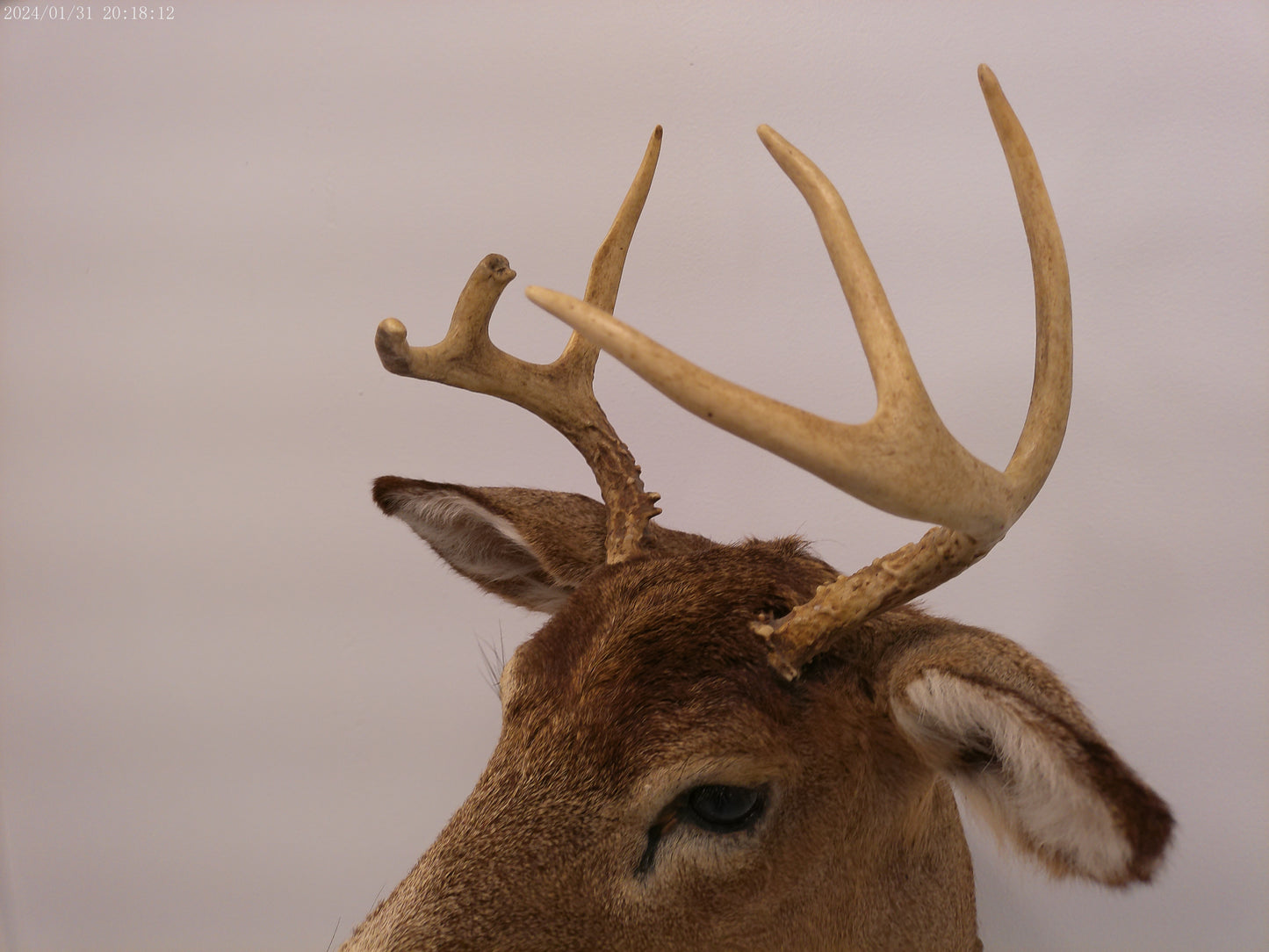 Deer Head Mount 6 Point Buck Taxidermy