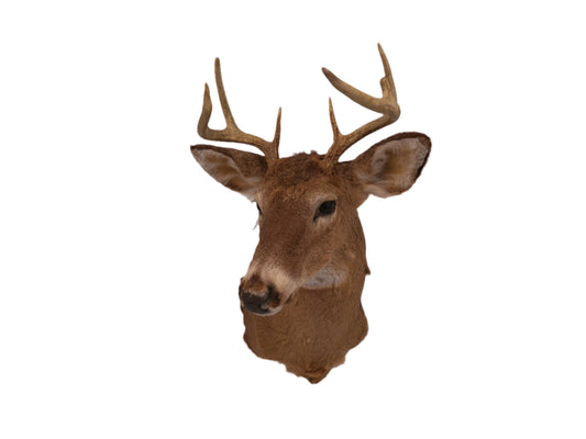 Deer Head Mount 8 Point Buck Taxidermy #3