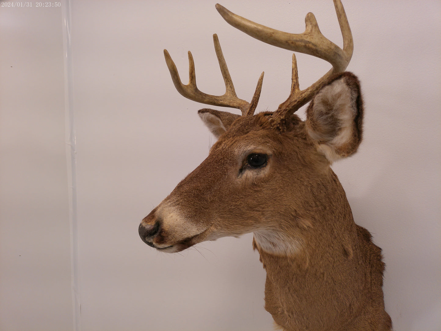 Deer Head Mount 8 Point Buck Taxidermy #3