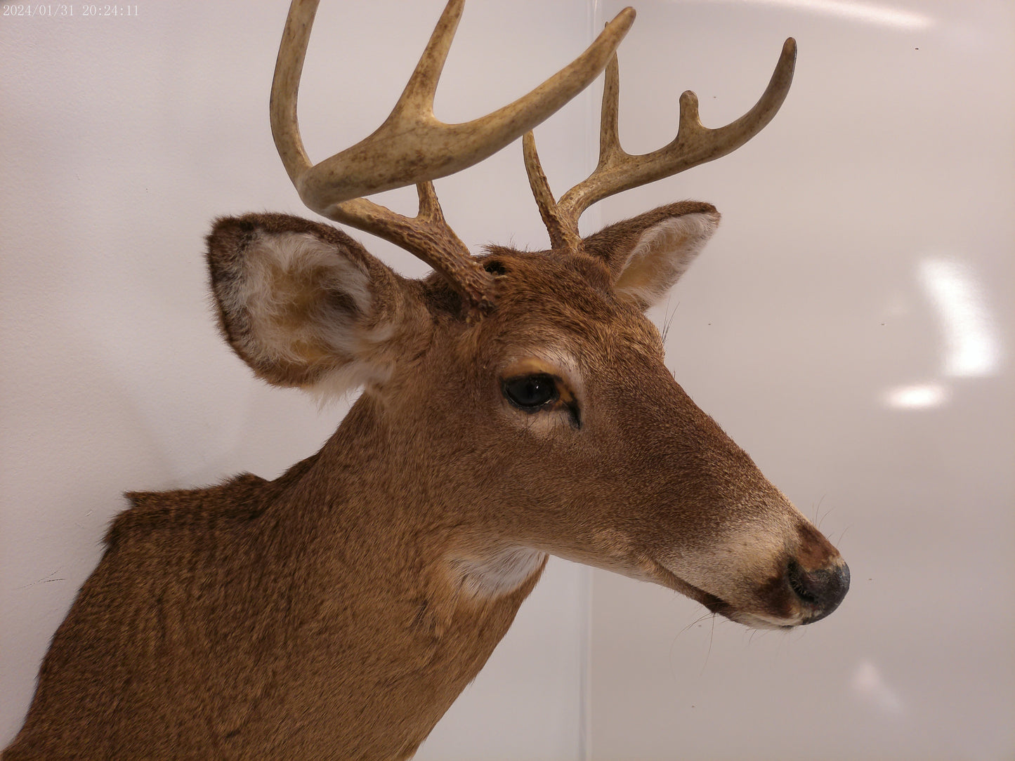 Deer Head Mount 8 Point Buck Taxidermy #3