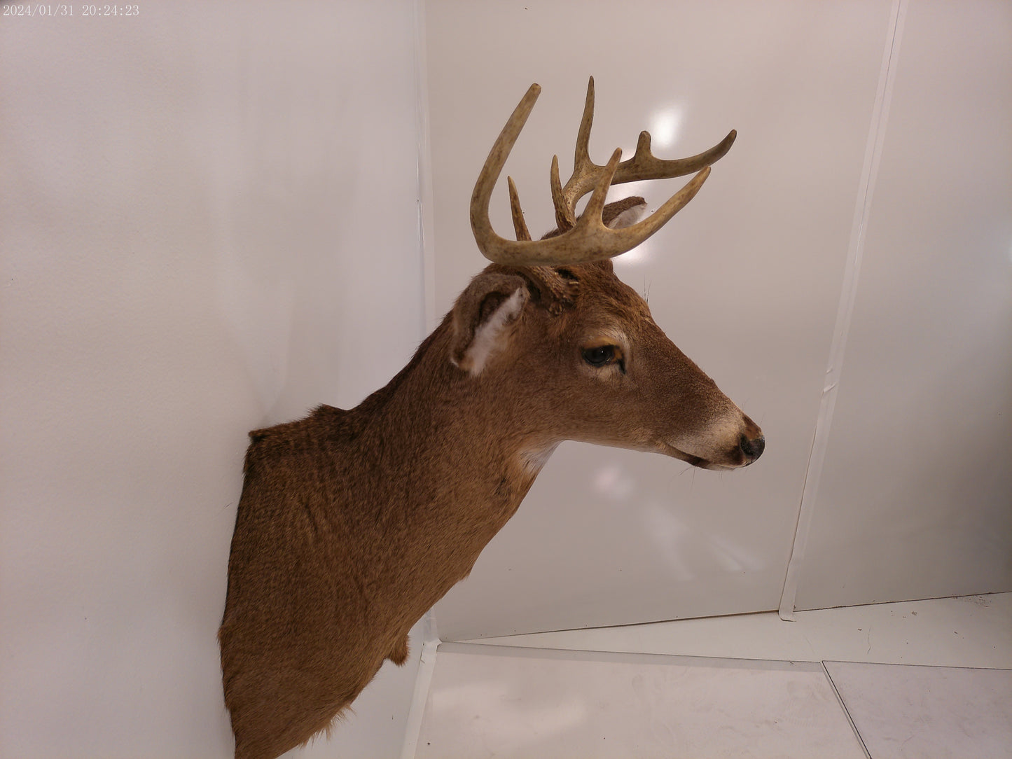 Deer Head Mount 8 Point Buck Taxidermy #3