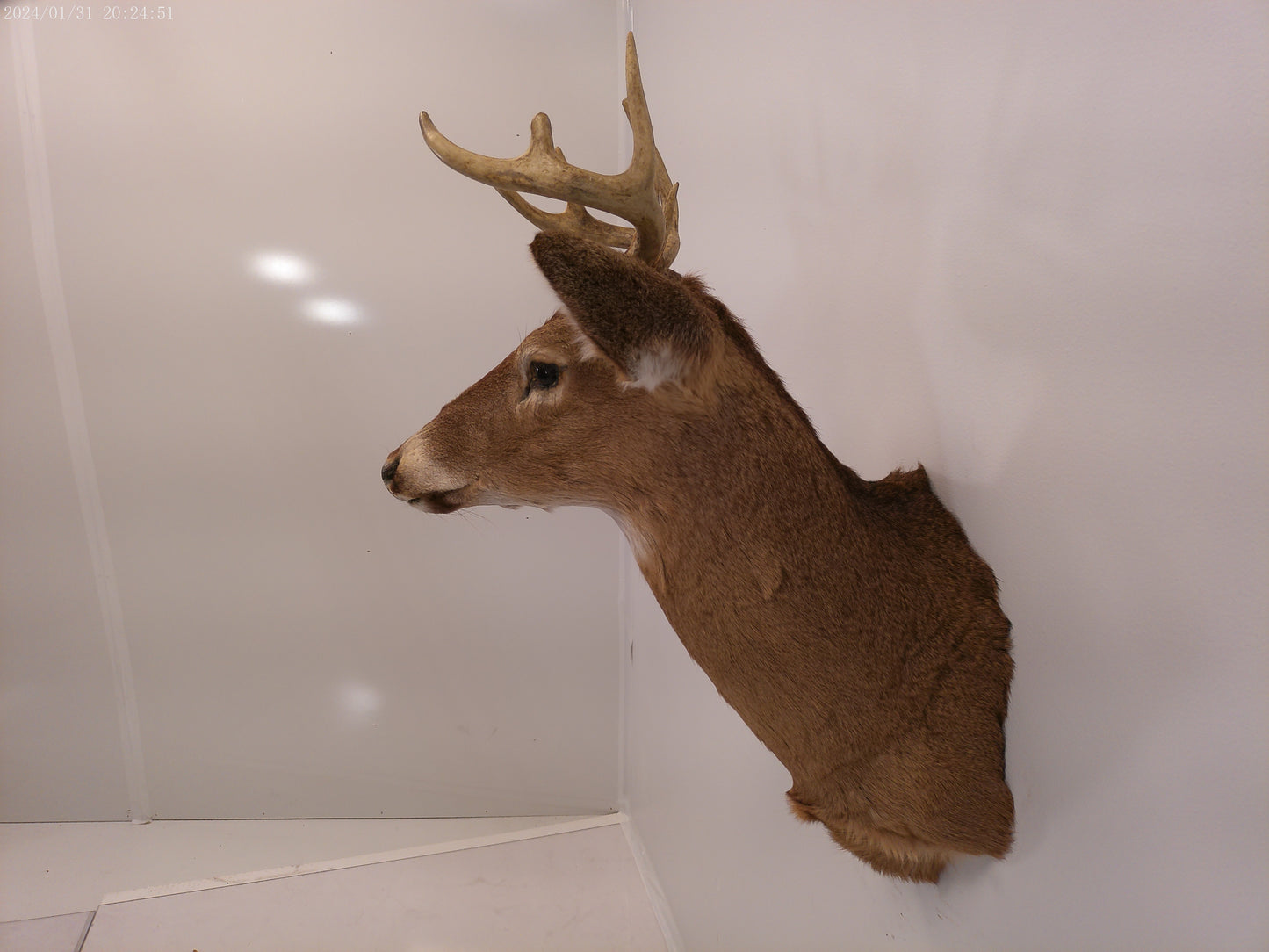 Deer Head Mount 8 Point Buck Taxidermy #3