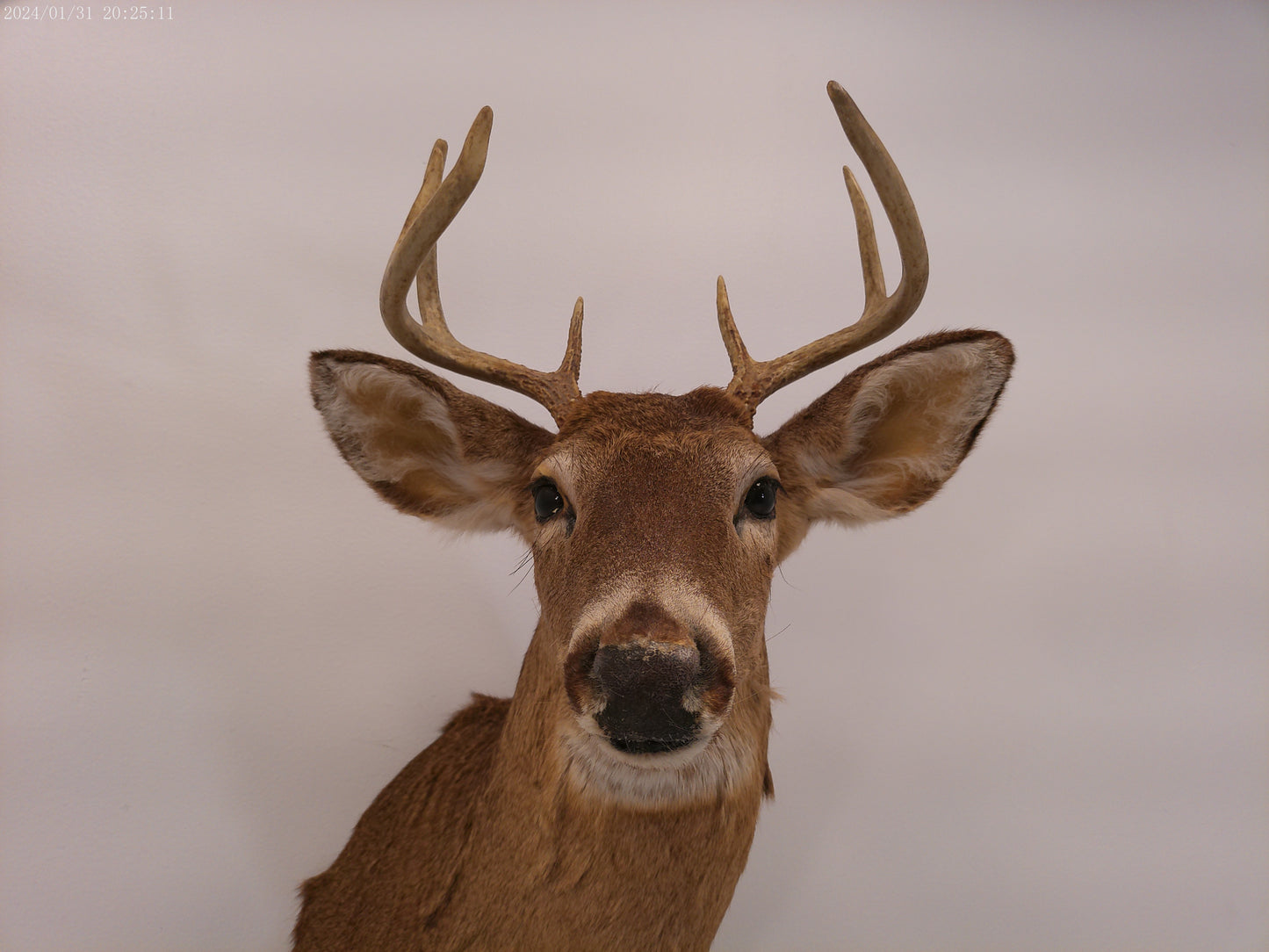 Deer Head Mount 8 Point Buck Taxidermy #3