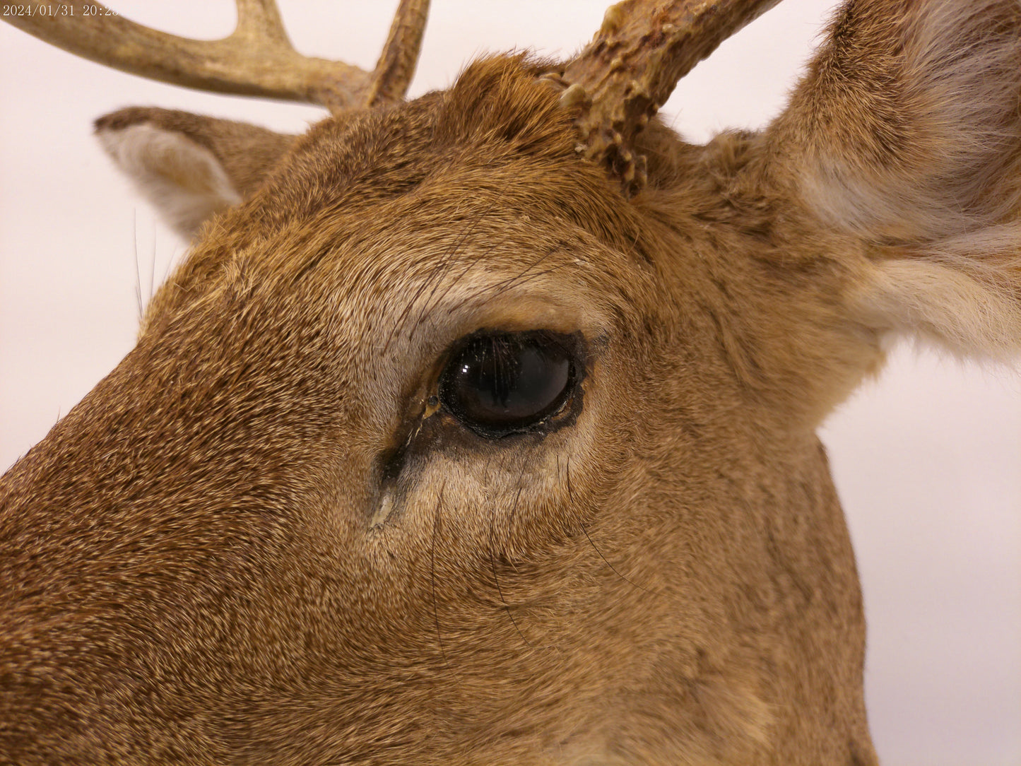 Deer Head Mount 8 Point Buck Taxidermy #3