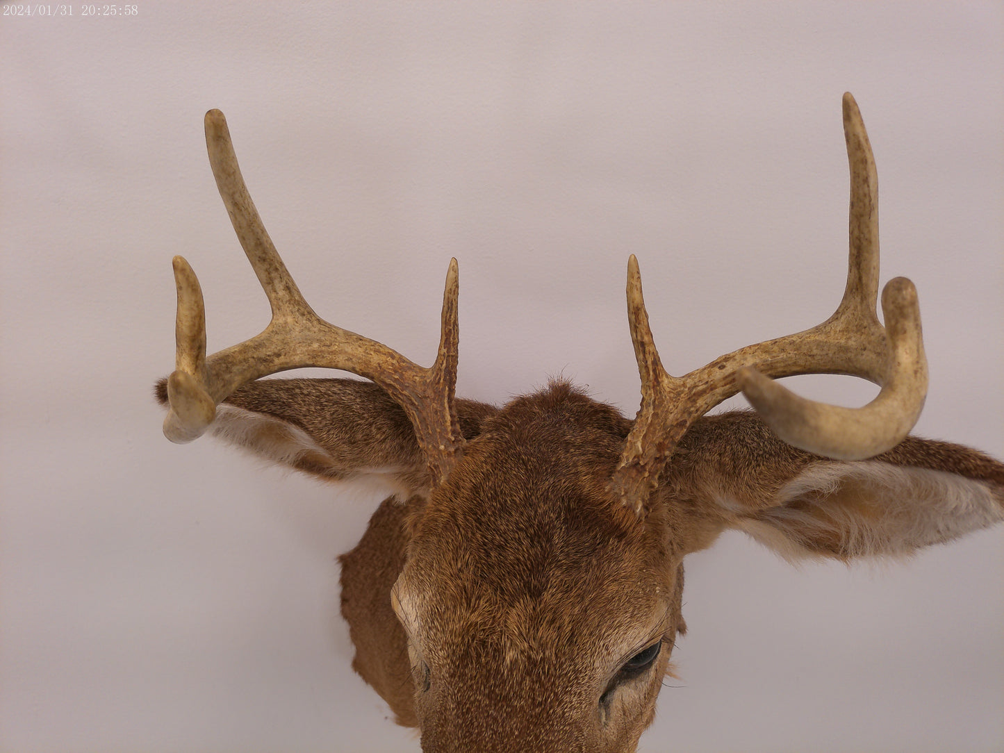 Deer Head Mount 8 Point Buck Taxidermy #3