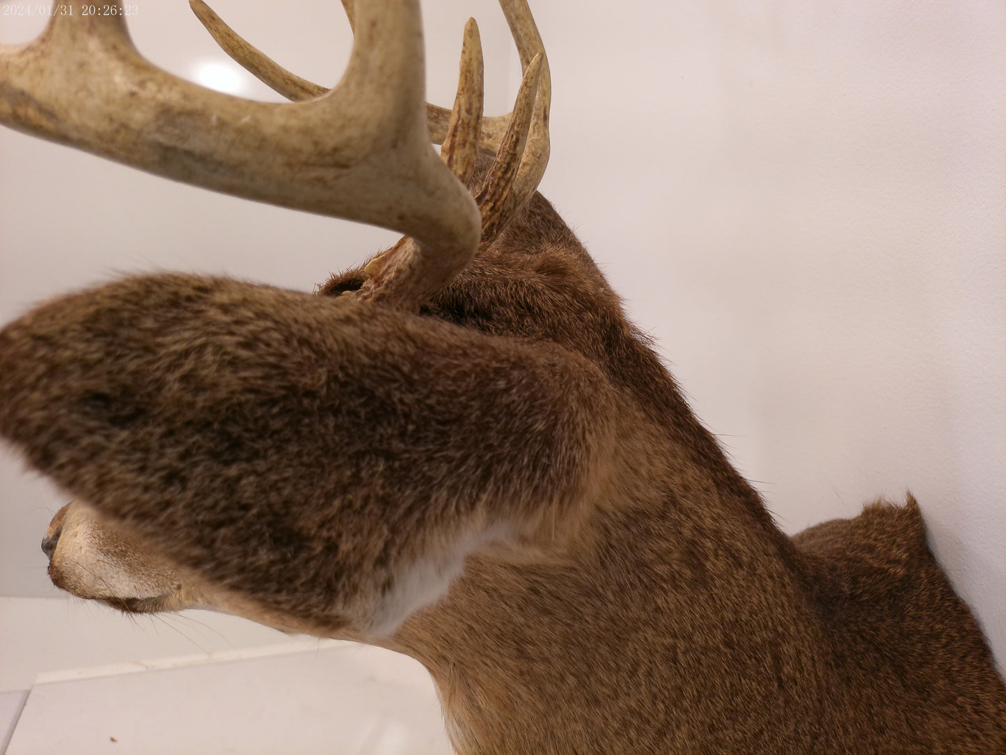 Deer Head Mount 8 Point Buck Taxidermy #3