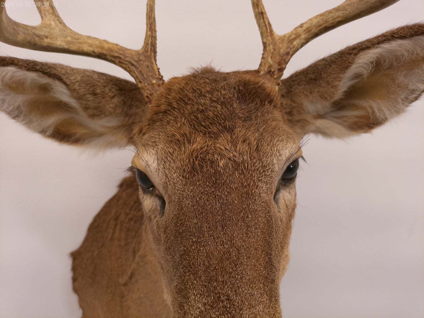 Deer Head Mount 8 Point Buck Taxidermy #3