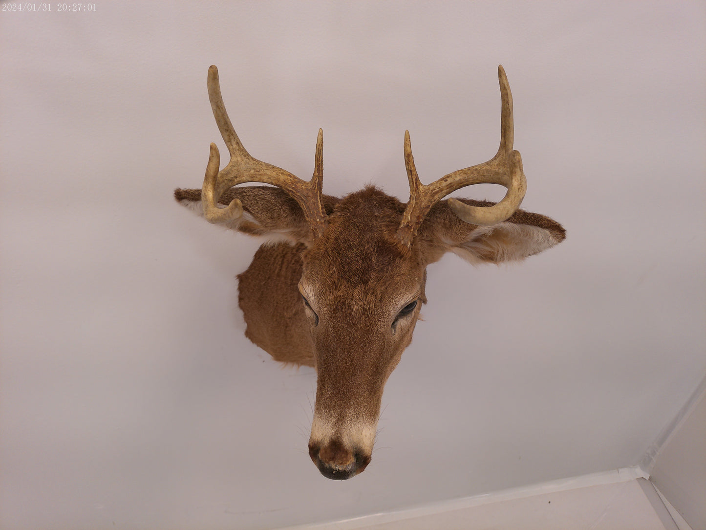 Deer Head Mount 8 Point Buck Taxidermy #3