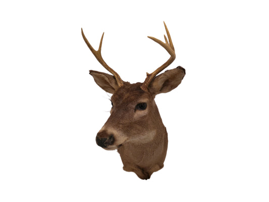 Deer Head Mount 5 Point Buck Taxidermy #4