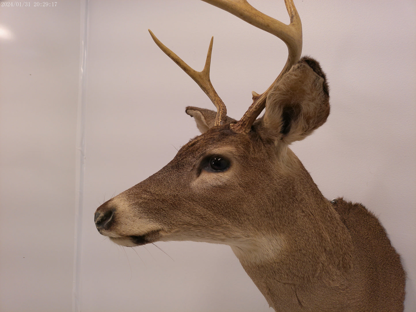 Deer Head Mount 5 Point Buck Taxidermy #4