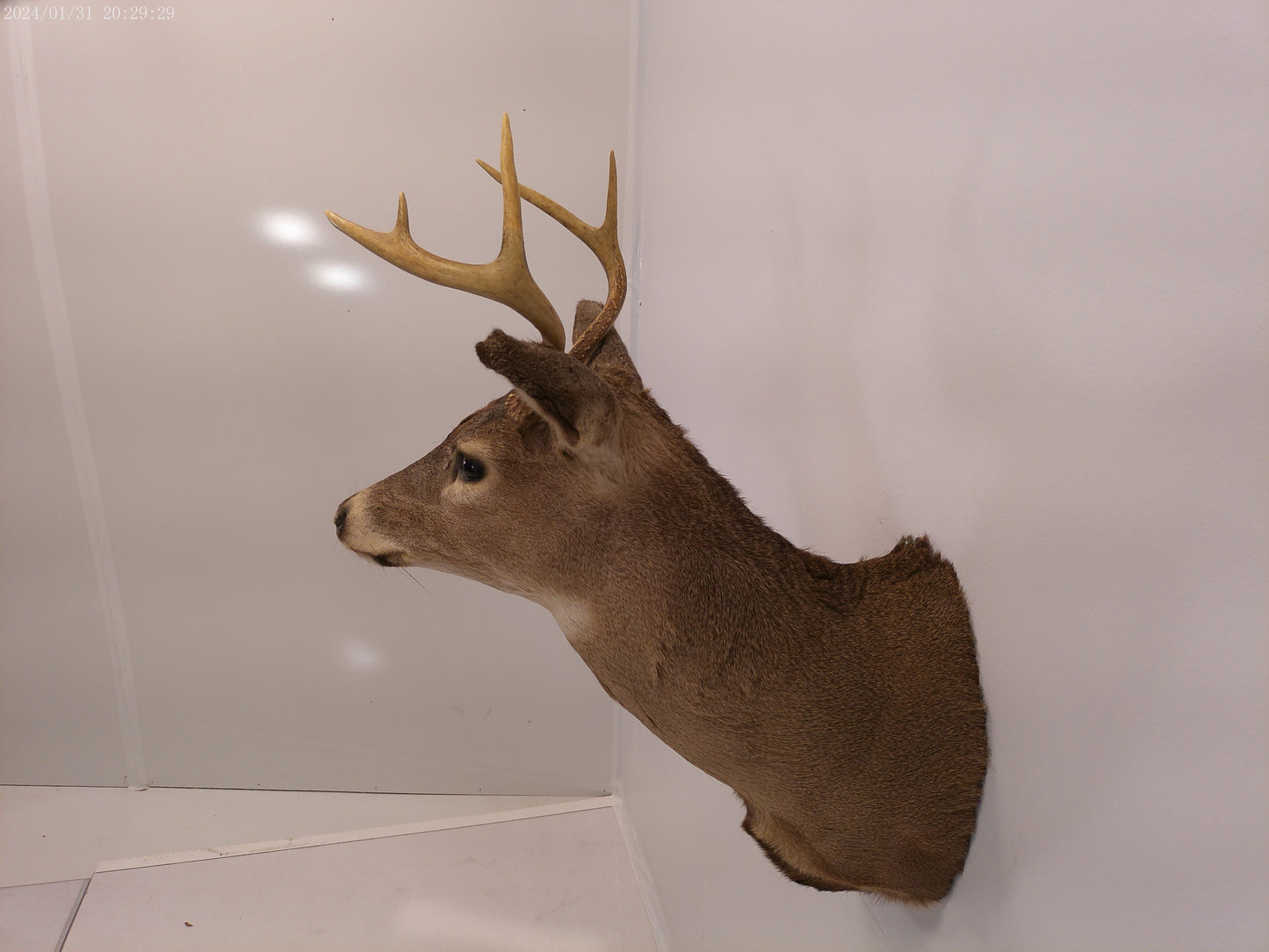 Deer Head Mount 5 Point Buck Taxidermy #4