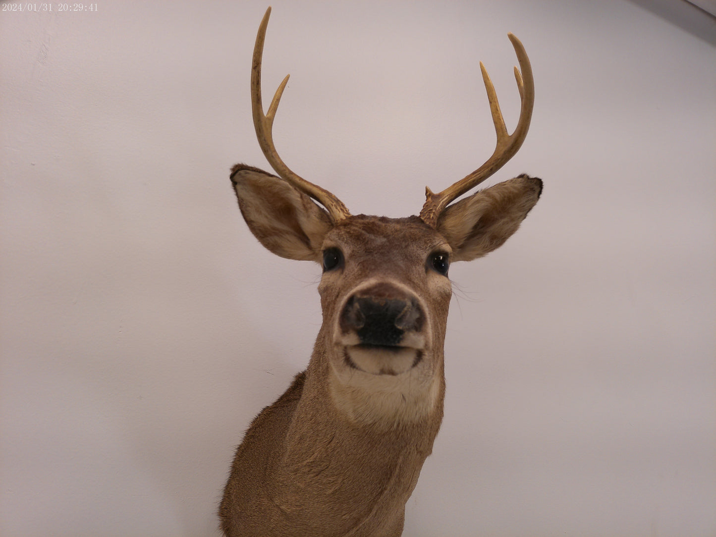 Deer Head Mount 5 Point Buck Taxidermy #4