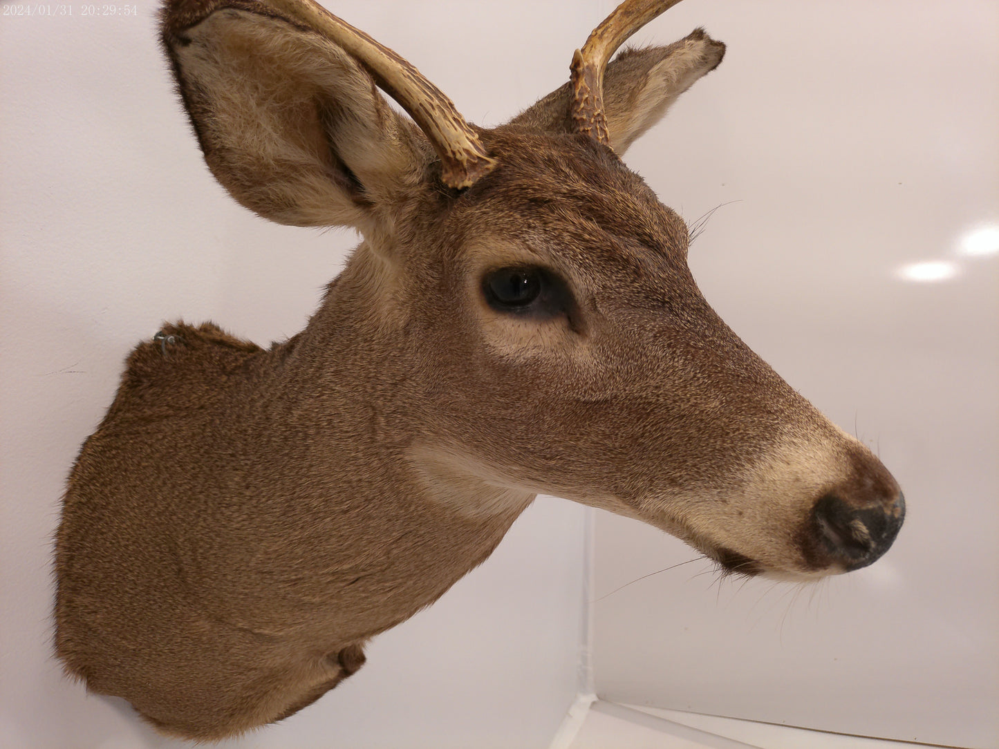 Deer Head Mount 5 Point Buck Taxidermy #4