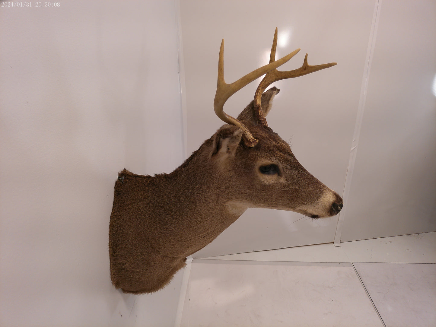 Deer Head Mount 5 Point Buck Taxidermy #4