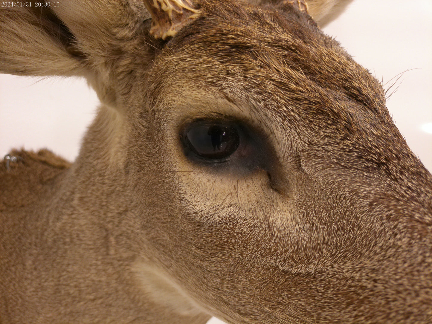 Deer Head Mount 5 Point Buck Taxidermy #4