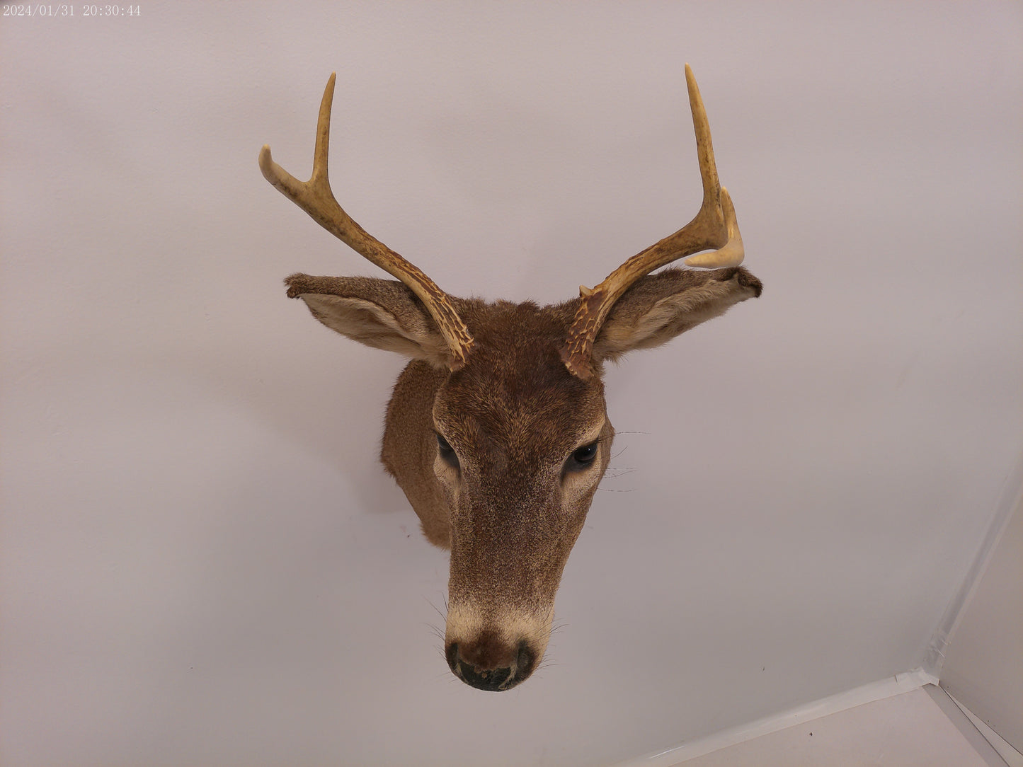 Deer Head Mount 5 Point Buck Taxidermy #4
