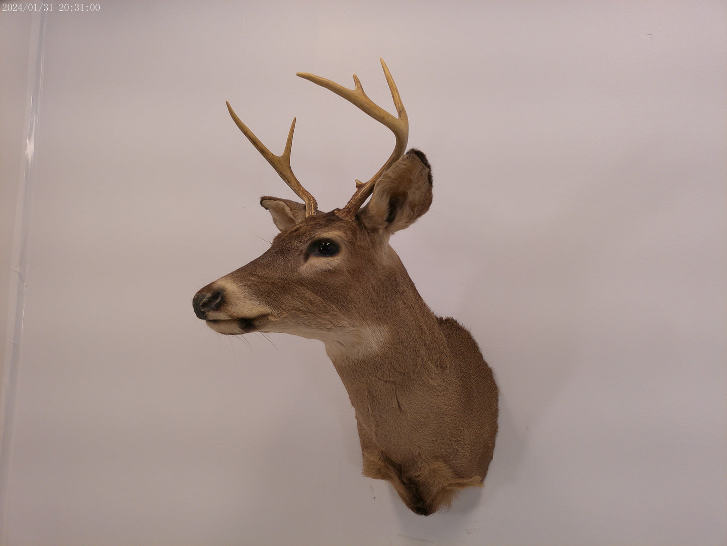 Deer Head Mount 5 Point Buck Taxidermy #4