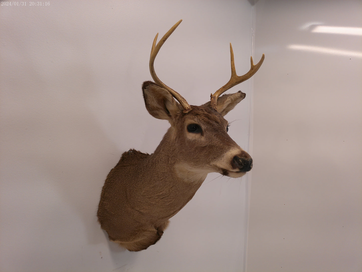 Deer Head Mount 5 Point Buck Taxidermy #4