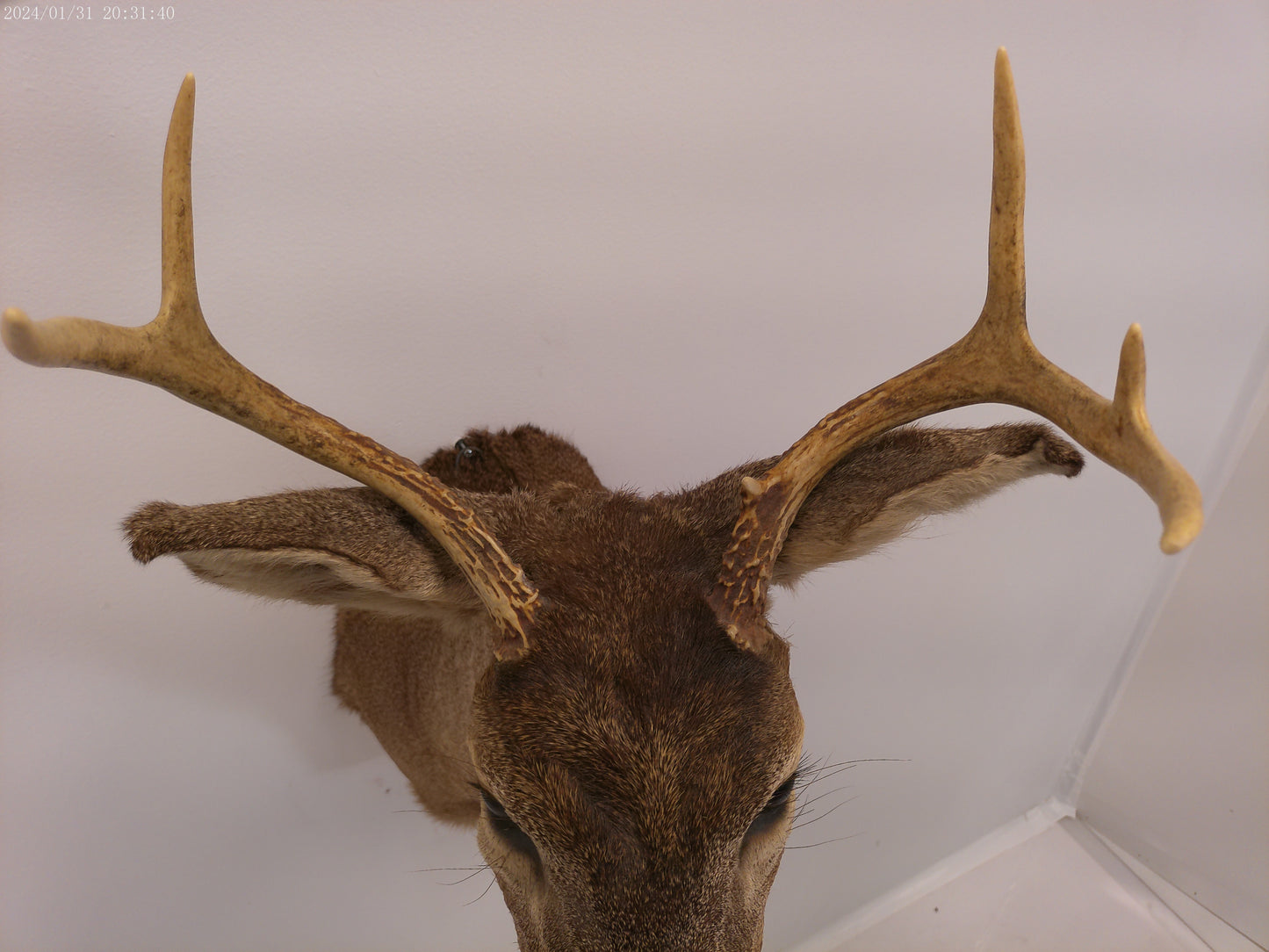 Deer Head Mount 5 Point Buck Taxidermy #4