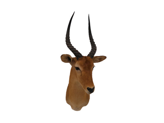 African Puku Taxidermy Shoulder Mount