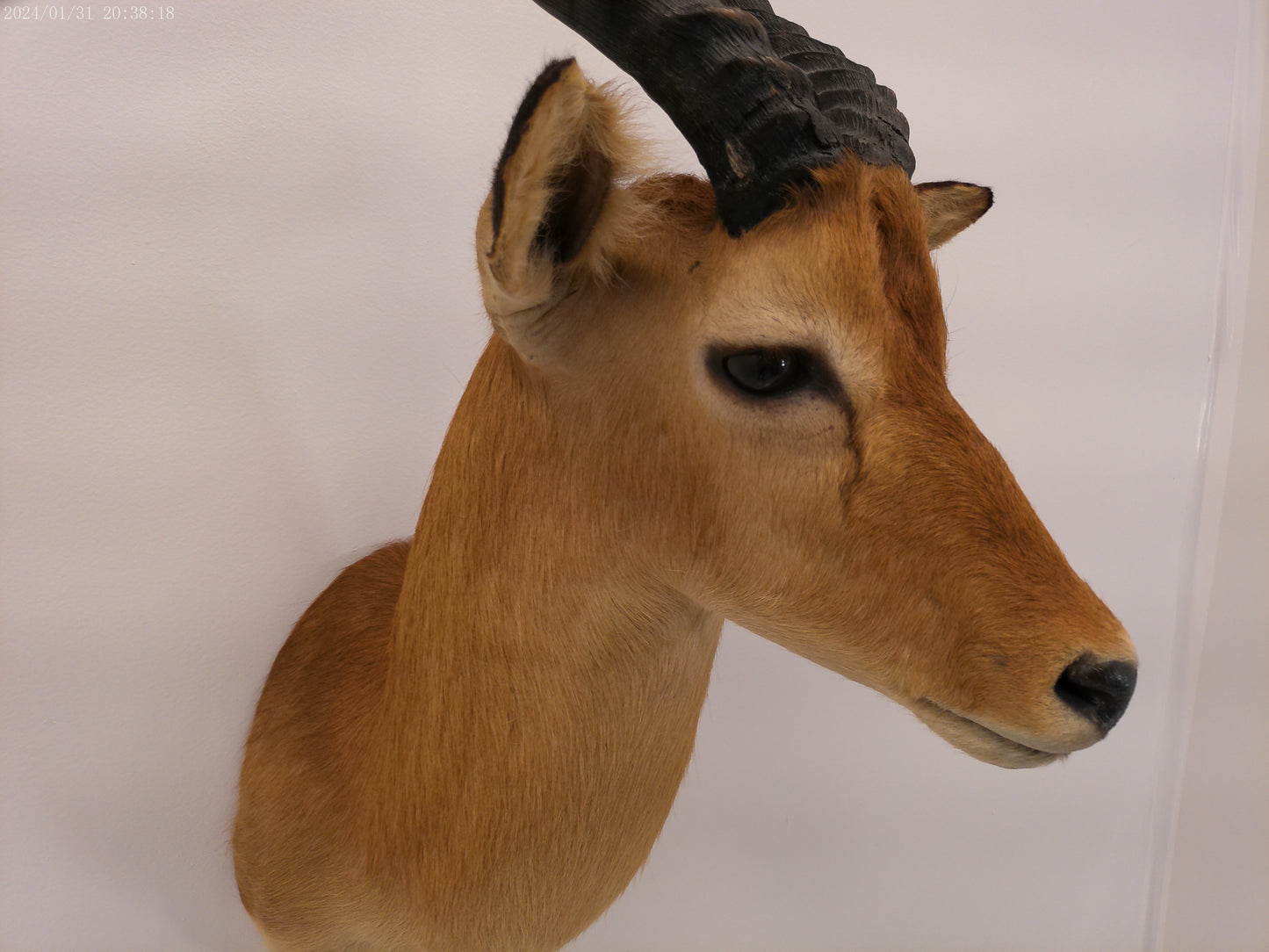 African Puku Taxidermy Shoulder Mount