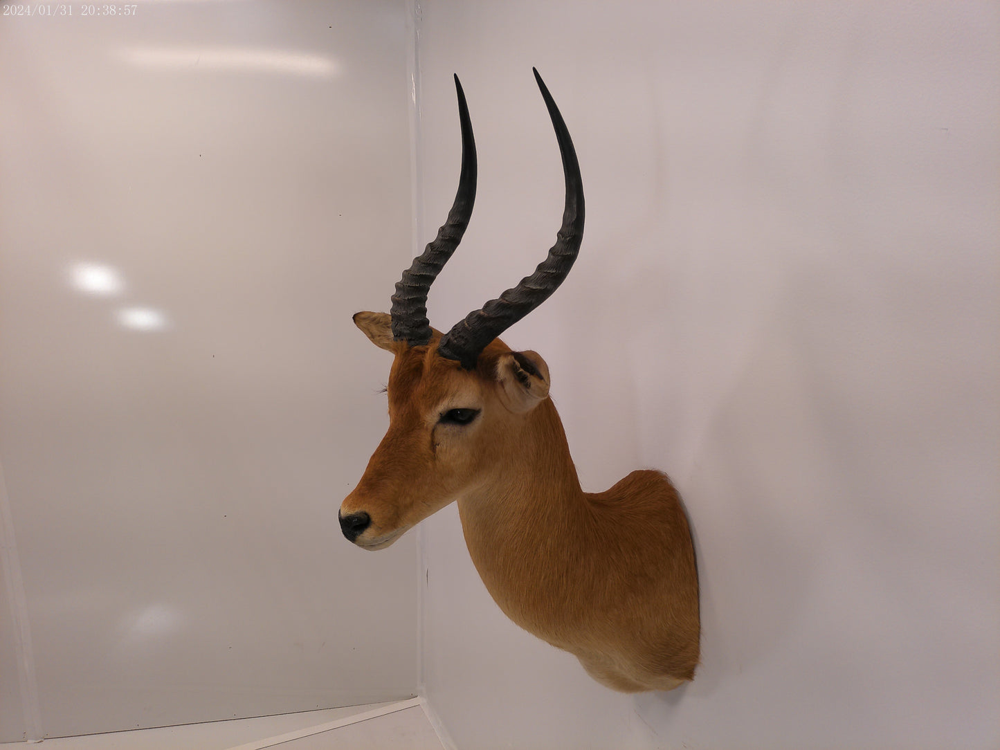 African Puku Taxidermy Shoulder Mount