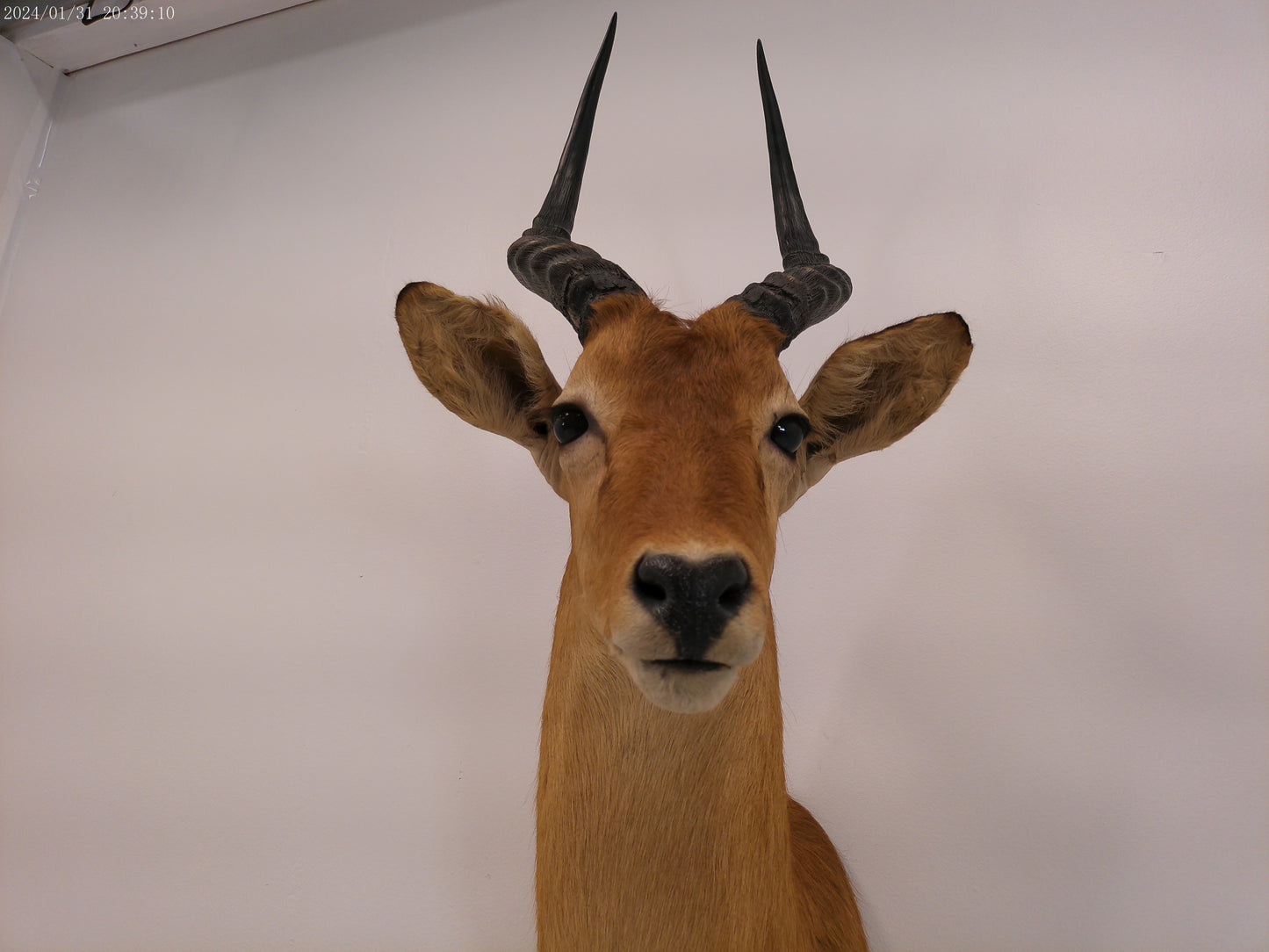 African Puku Taxidermy Shoulder Mount