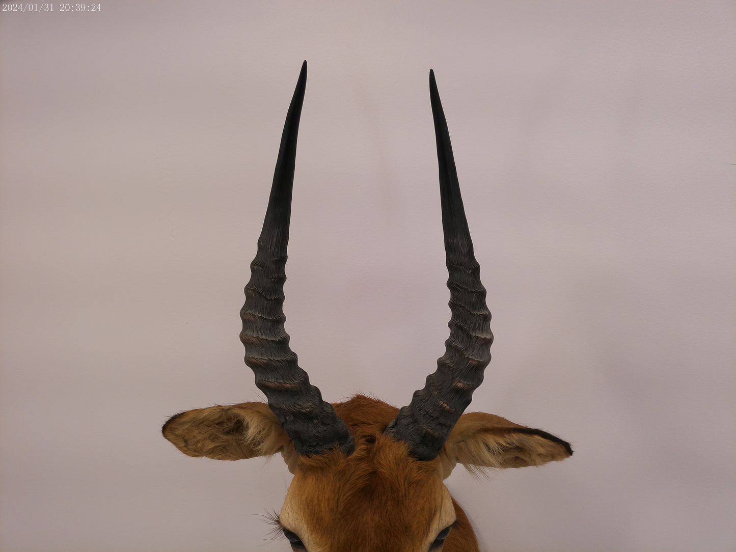 African Puku Taxidermy Shoulder Mount