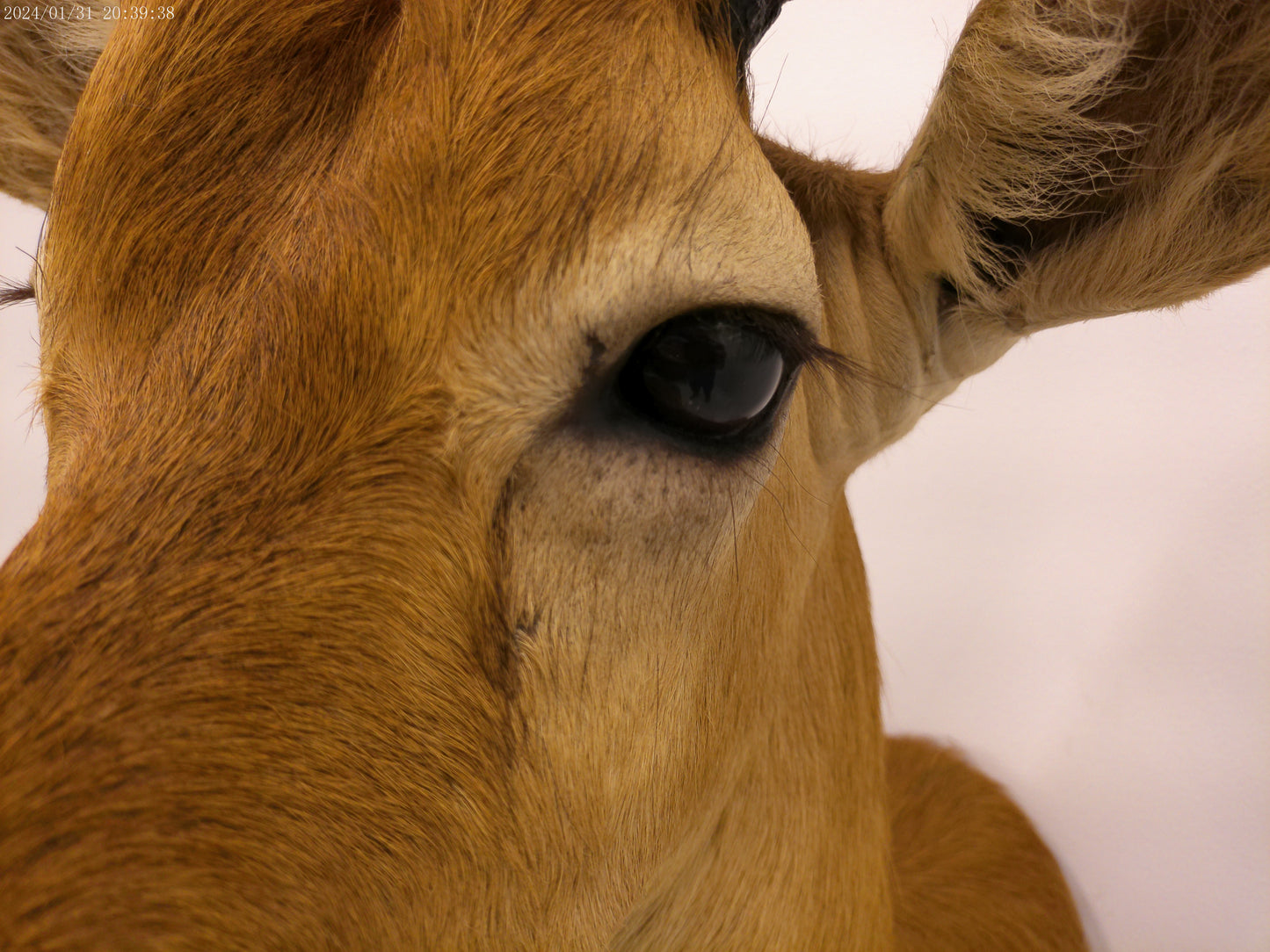 African Puku Taxidermy Shoulder Mount
