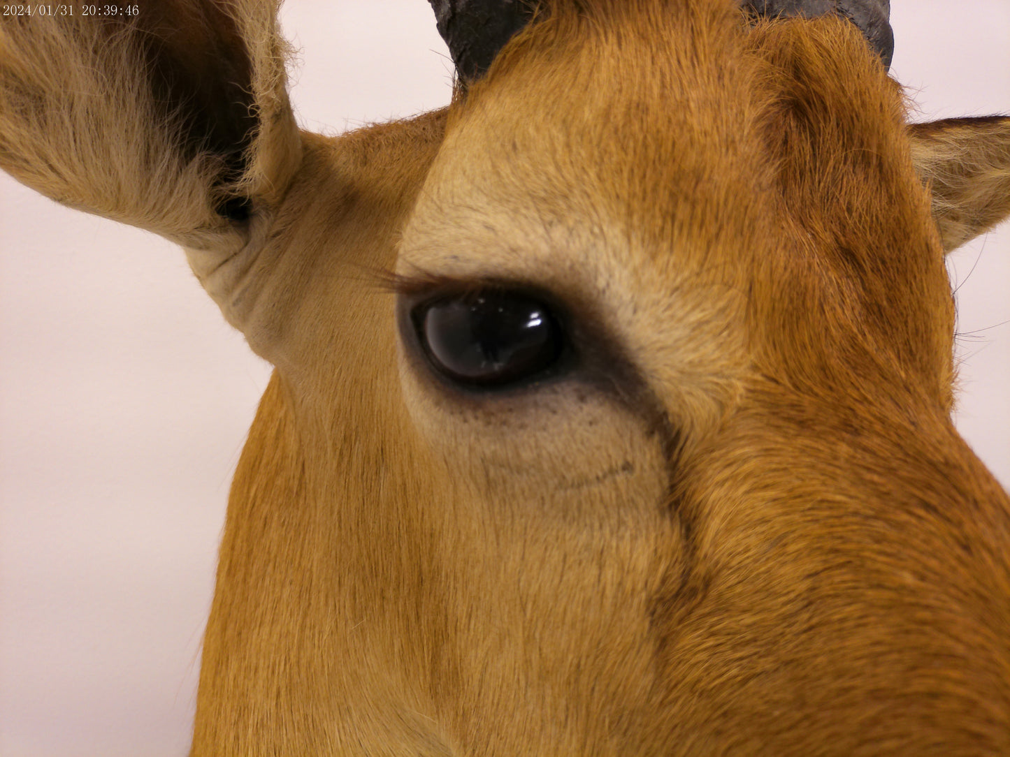 African Puku Taxidermy Shoulder Mount
