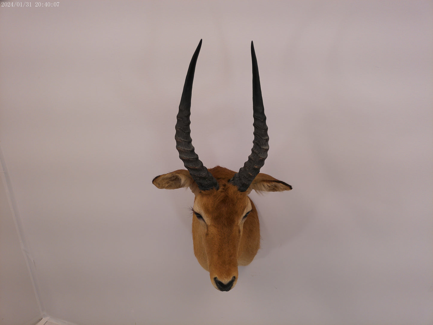 African Puku Taxidermy Shoulder Mount