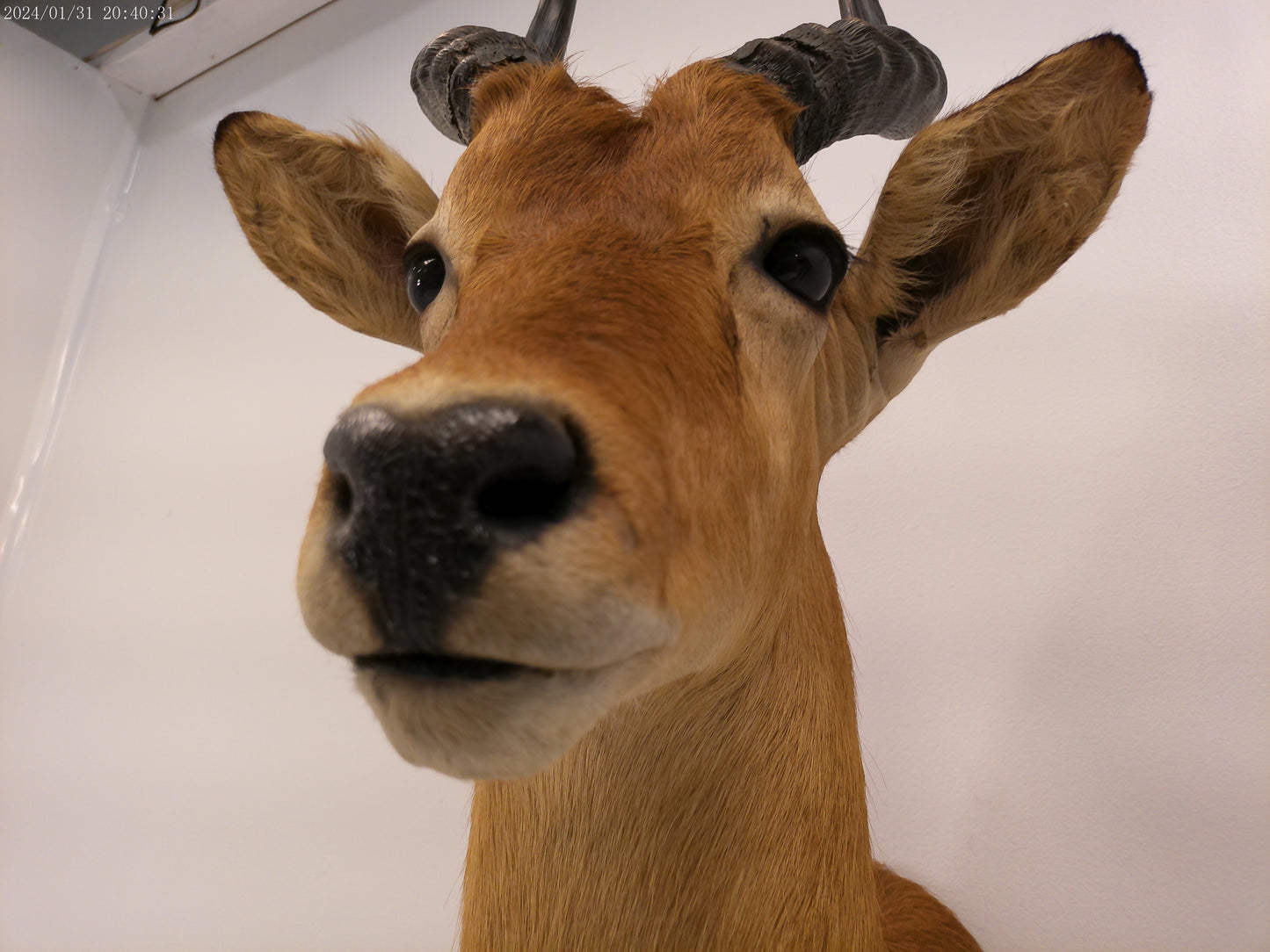 African Puku Taxidermy Shoulder Mount