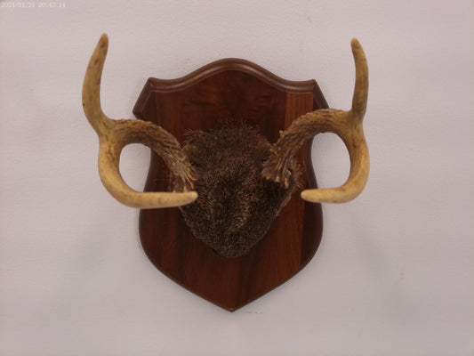 Whitetail Deer Antler Plaque Mount
