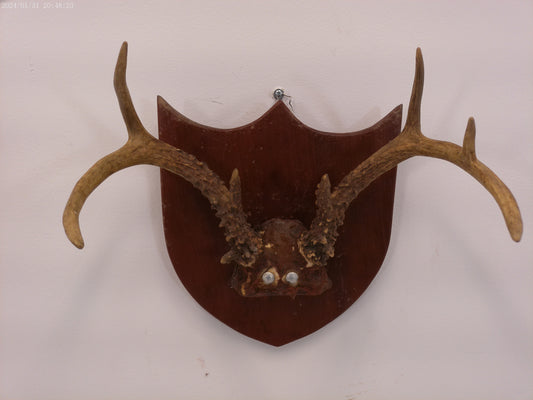 Whitetail Deer Antler Plaque Mount #2 Taxidermy