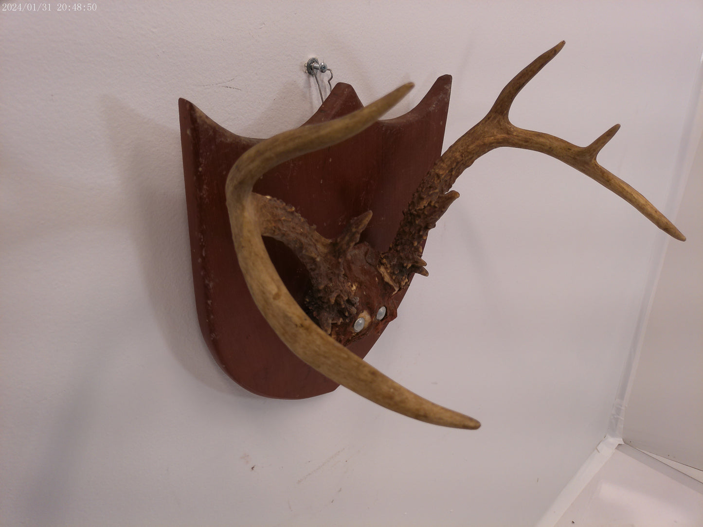 Whitetail Deer Antler Plaque Mount #2 Taxidermy