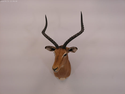 Impala Head Mount Taxidermy