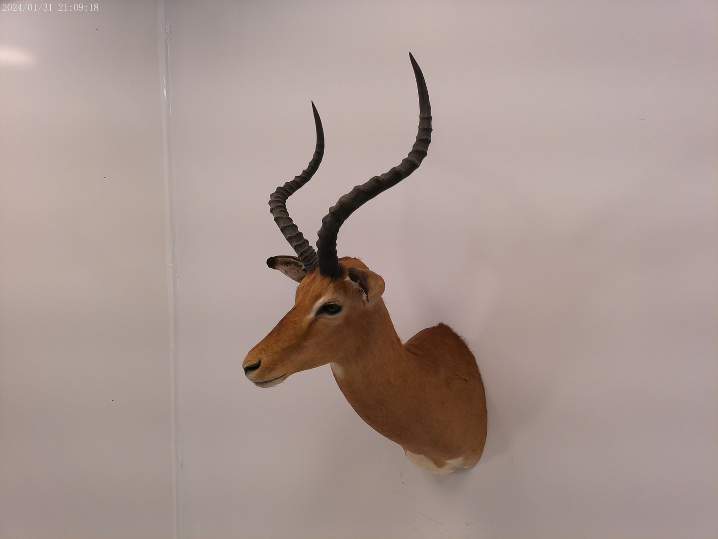 Impala Head Mount Taxidermy