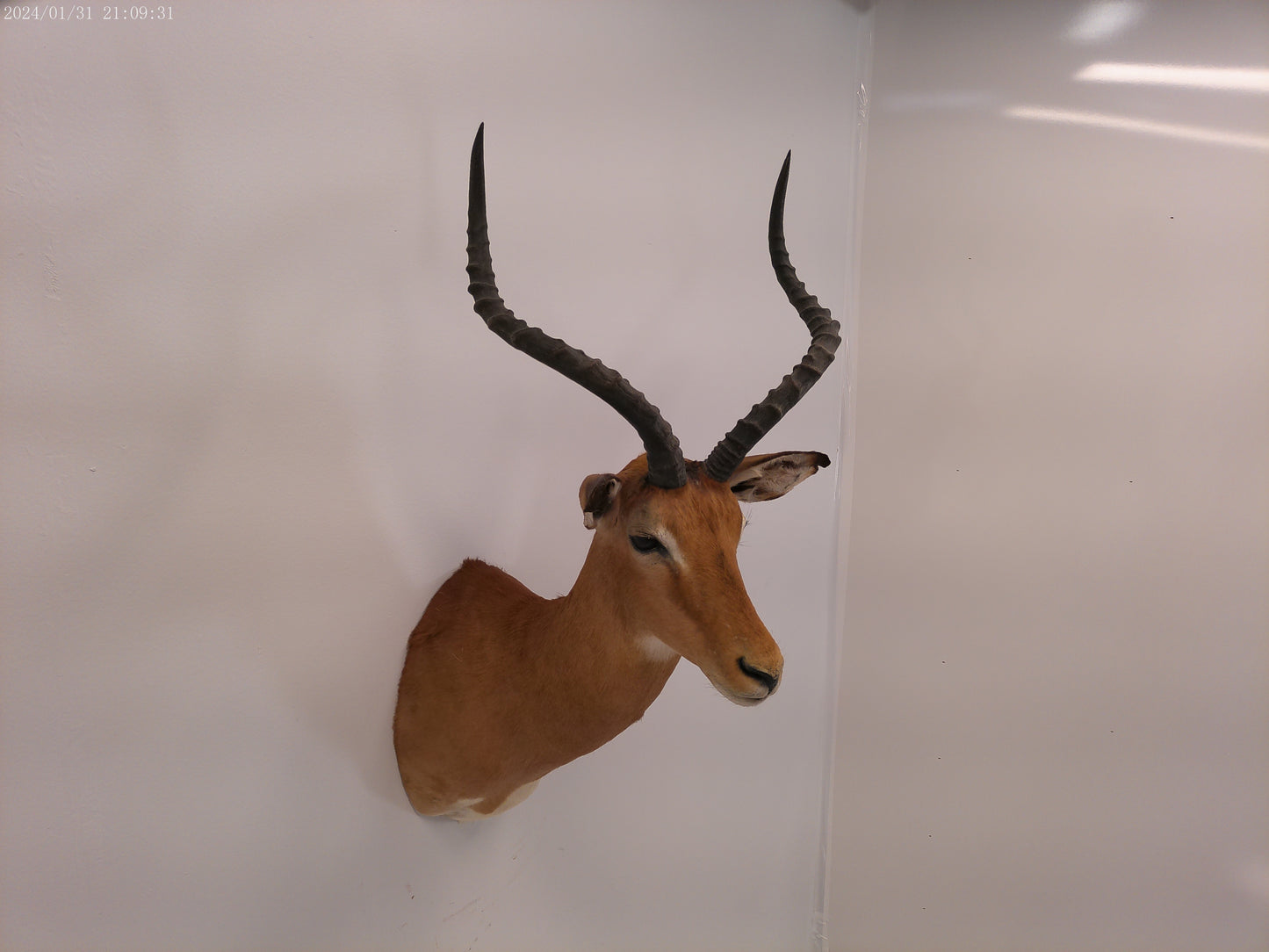 Impala Head Mount Taxidermy