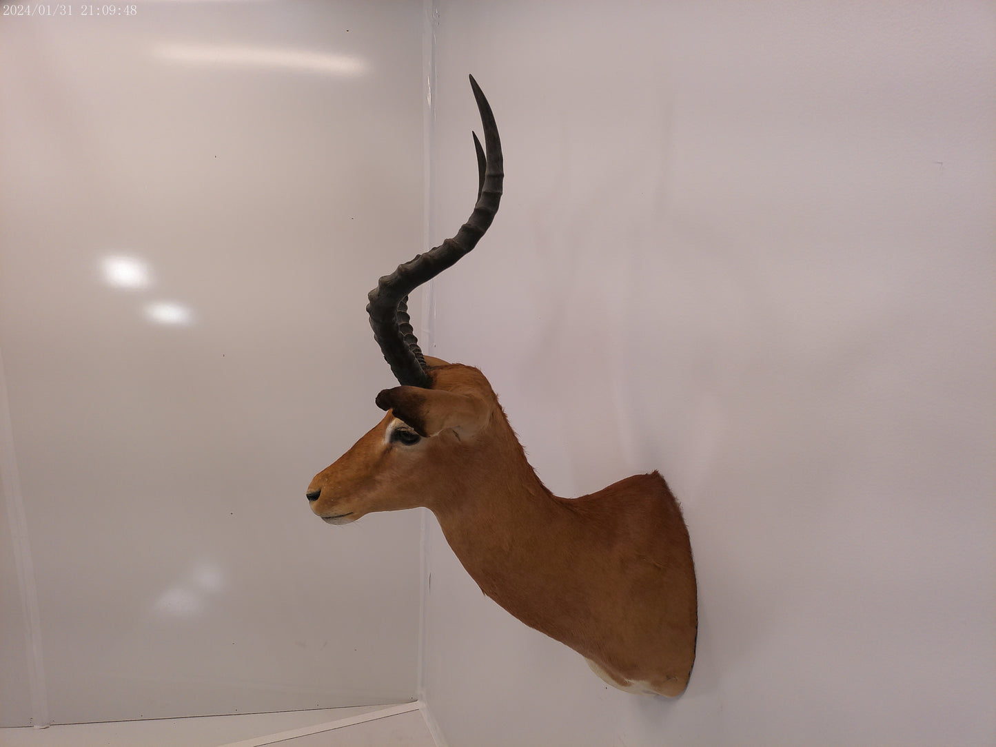 Impala Head Mount Taxidermy