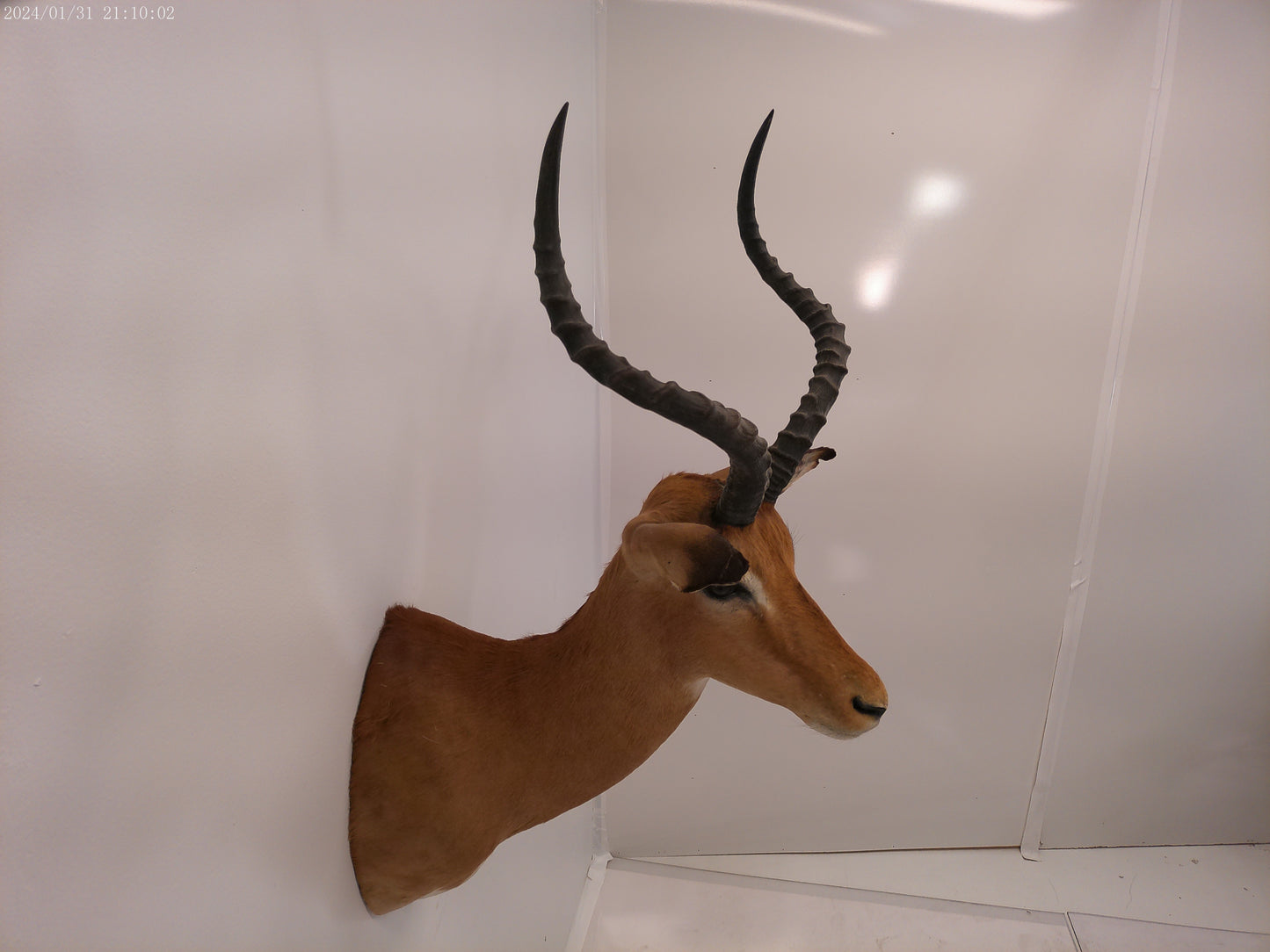 Impala Head Mount Taxidermy