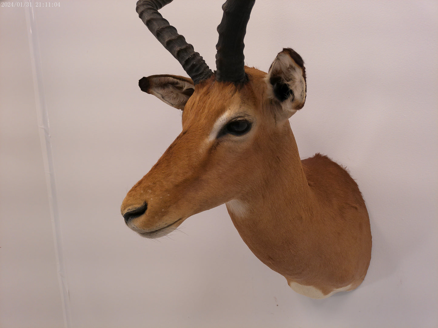 Impala Head Mount Taxidermy