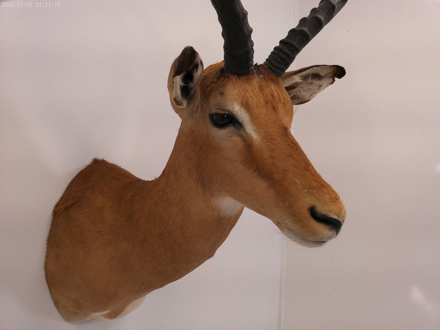 Impala Head Mount Taxidermy